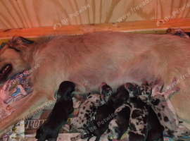 Lurcher pups for sale