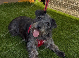 4 year old cocker x Schnauzer girl