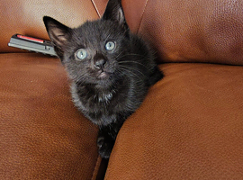 Female kitten