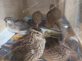 FEMALE QUAILS standard size 6 hens &pound;56 or &pound;58 with 2 rarer colour males PLMOUTH AREA