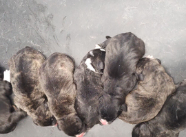 American/bull breed mixed