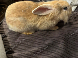 Female Rabbit For Sale