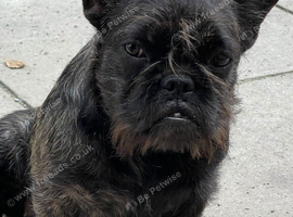 Shihtzu x French bulldog
