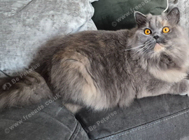 stunning british longhair