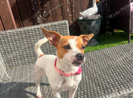 Jack russell girl