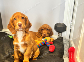 Cocker spaniel puppies