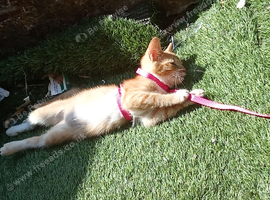 Ginger and white tabby