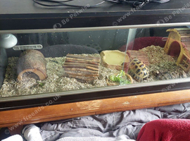 Male and female horsefield tortoises