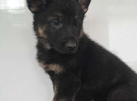 German Shepherd Puppies