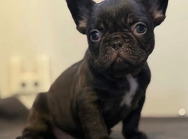 French bulldog puppy