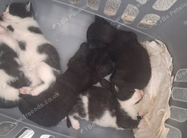 British Shorthair cross kittens