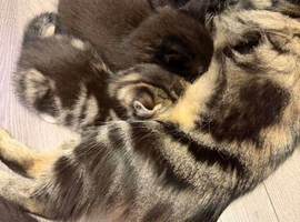 Beautiful fluffy kittens