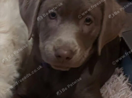 Beautiful Silver labrador pups for sale