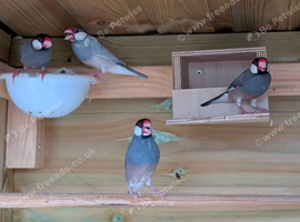 4 Java Finches/Sparrows &pound;40 For 4