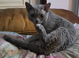 Julio  GCCF Devon Rex