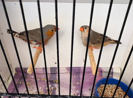 Triple orange zebra finches