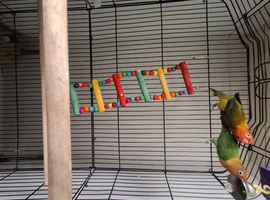 Love birds for sale