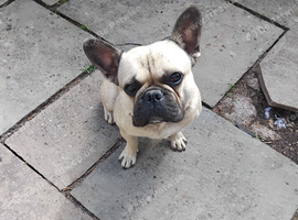 Male 18 month old French bulldog tan