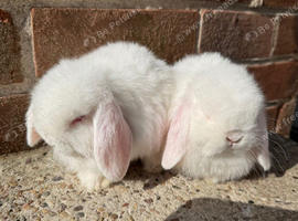 2 exceptional quality REW mini lops