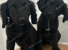 Springer spaniel X cockerpoo pups