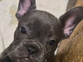 Beautiful French Bulldog puppies
