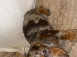 Miniature dachshund
