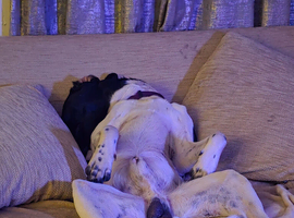 Spaniel x