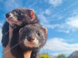Black self jills(sisters)6months old- mum is great worker.