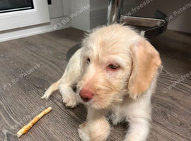 Beautiful Labradoodle