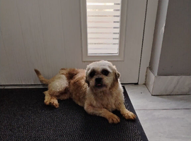 Shih Tzu 2 years old