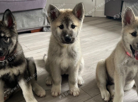 Ready now! Only 3 females left!!!!7 chunky husky puppies