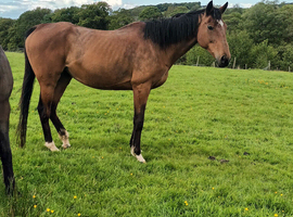 Bay mare