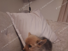 Gorgeous muffin female Yorkshire terrier