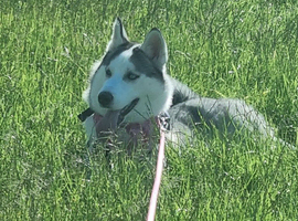 Siberian husky
