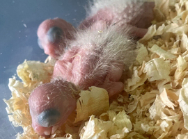 CUDDLY BABY DOUBLE YELLOW HEADED PARROTS