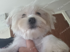 Maltese puppy