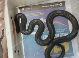 male mexican black kingsnake