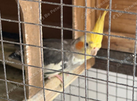 Female Yellow pied cockatiel