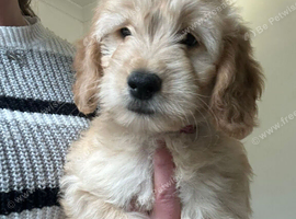 Beautiful mini golden doodle puppies