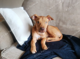 Staffordshire bull terrier cross