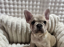 French bulldog