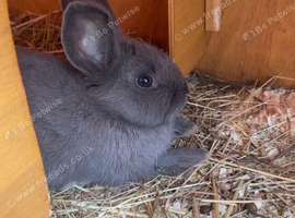 Gorgeous grey mini lop