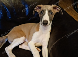 Well bred whippet pups