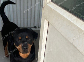 Rottweiler