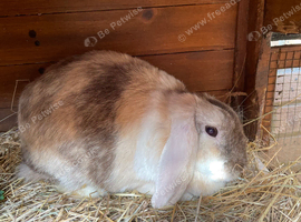 Beautiful colour mini lop