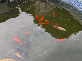 Large goldfish
