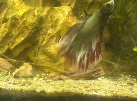 Betta splendens