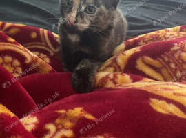 9 weeks old female