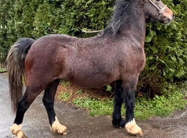 Grey Welsh sec c