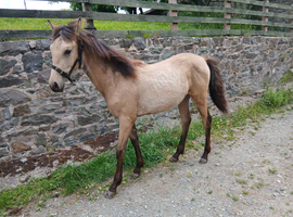 Oaklake Ainara PRE Andalusian foal born 2025 Buckskin
